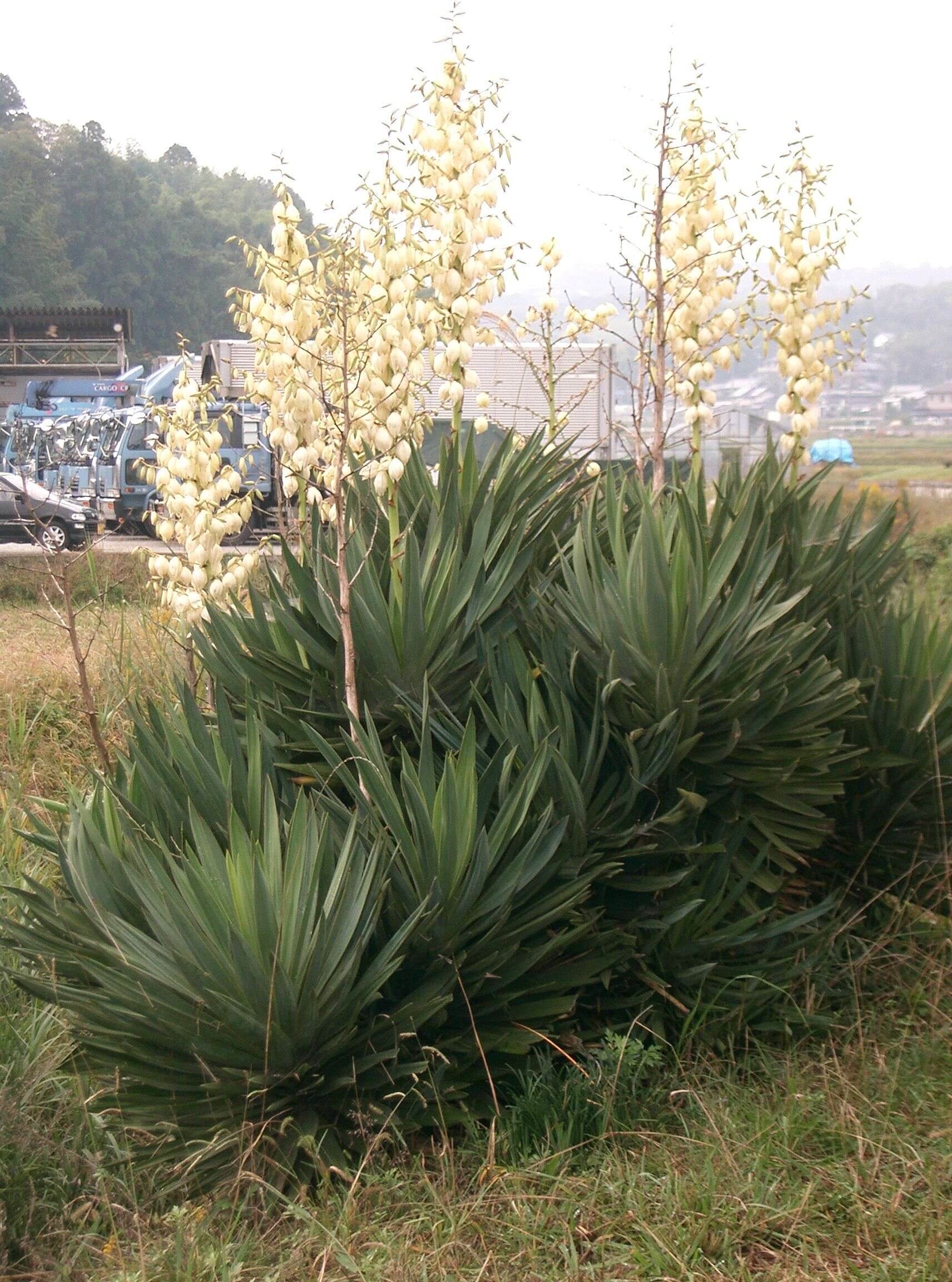 Image of moundlily yucca