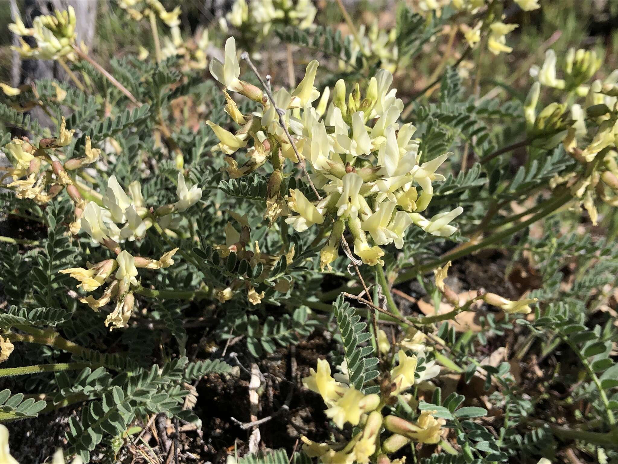 Plancia ëd Astragalus accidens S. Wats.