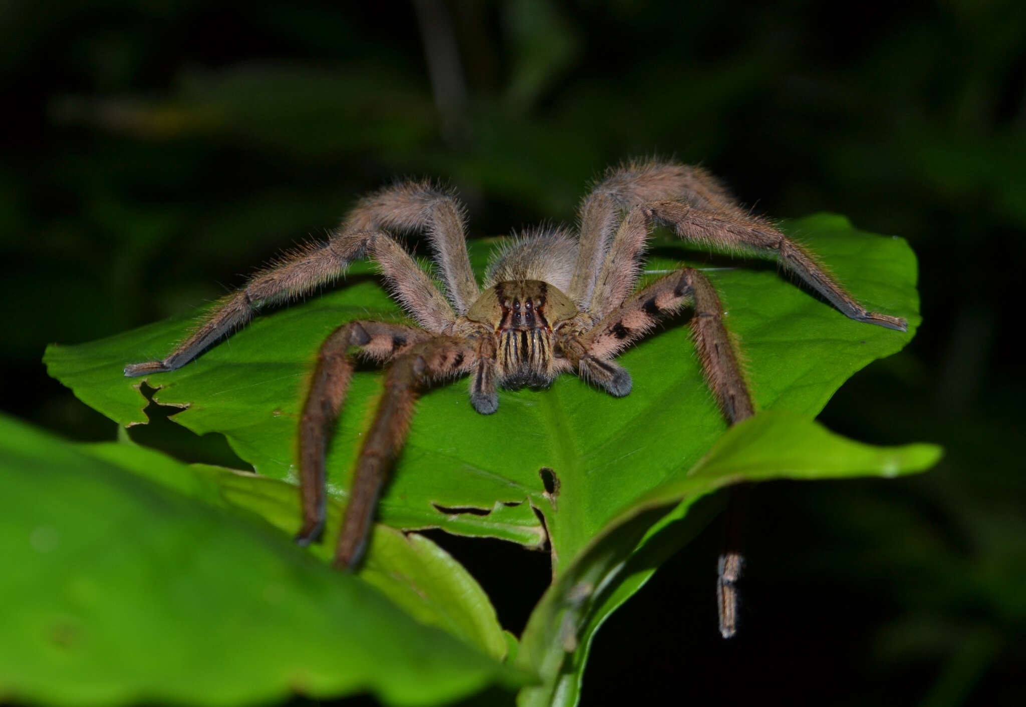 صورة Cupiennius salei (Keyserling 1877)