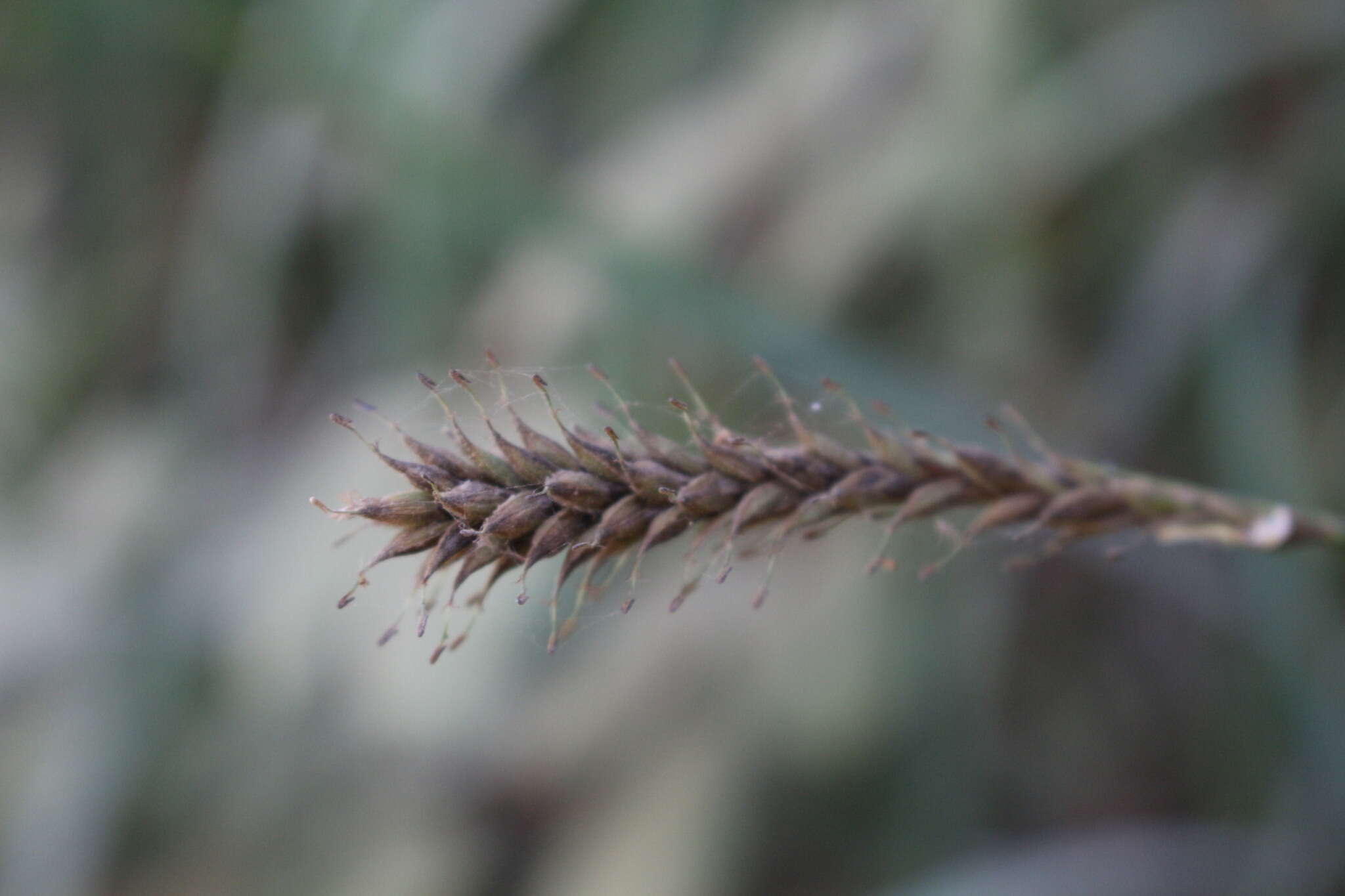 Image of Carex salticola J. R. Starr