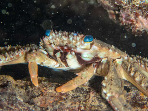 Image of blue-eyed rock crab