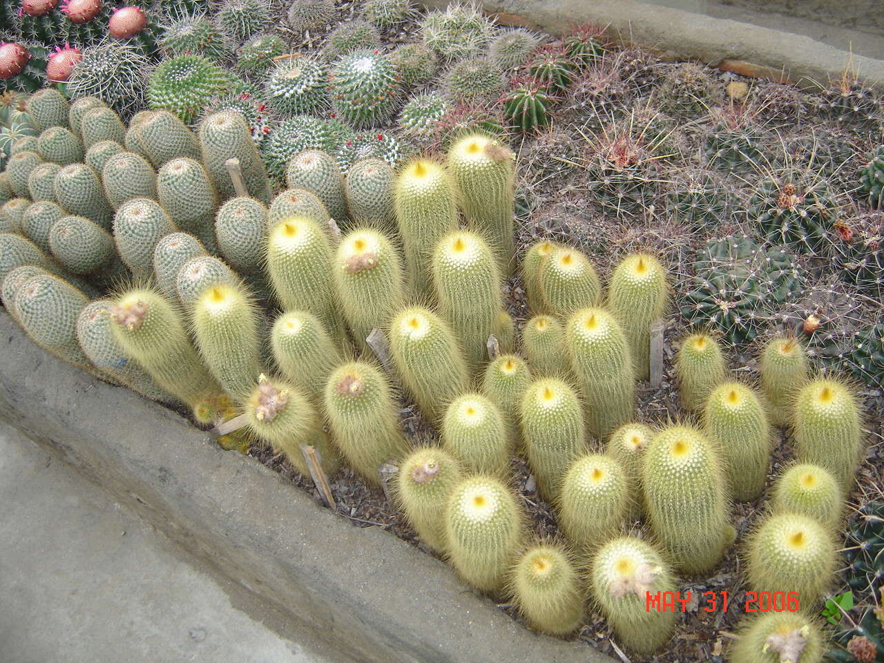 Image of Parodia lenninghausii (F. Haage) F. H. Brandt ex Eggli & Hofacker