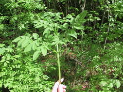 Image of wild angelica