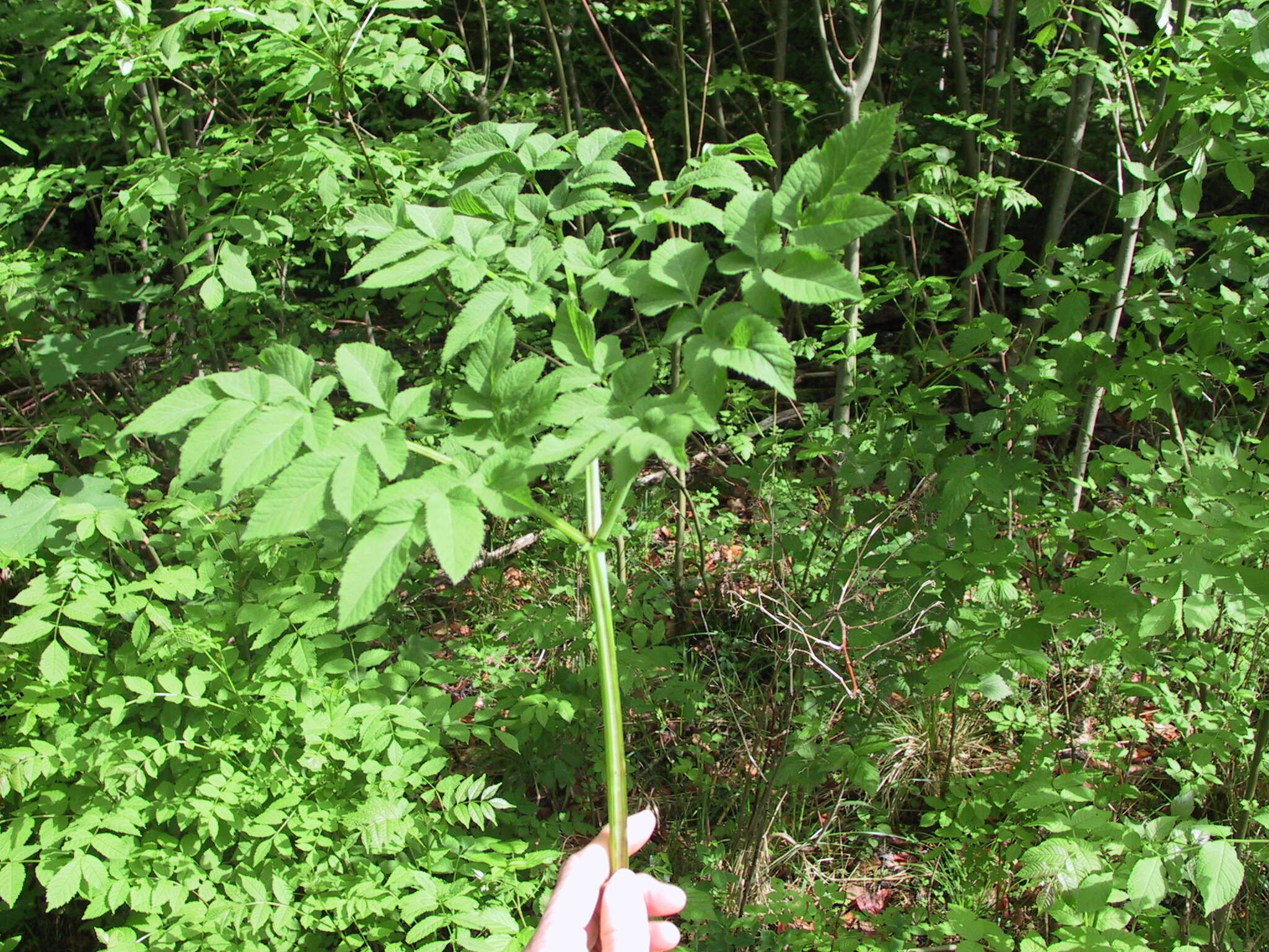 Image of wild angelica