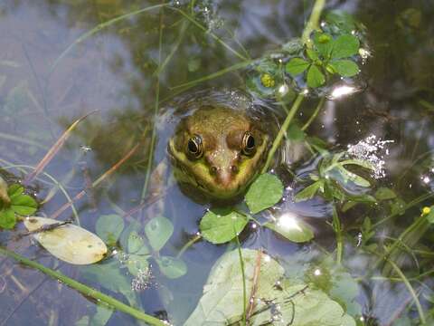 Image of Eurasian Marsh Frog