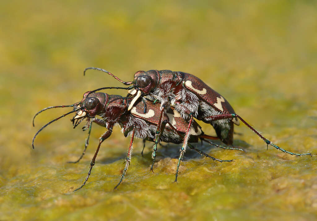 Cicindela (Cicindela) hybrida Linnaeus 1758的圖片