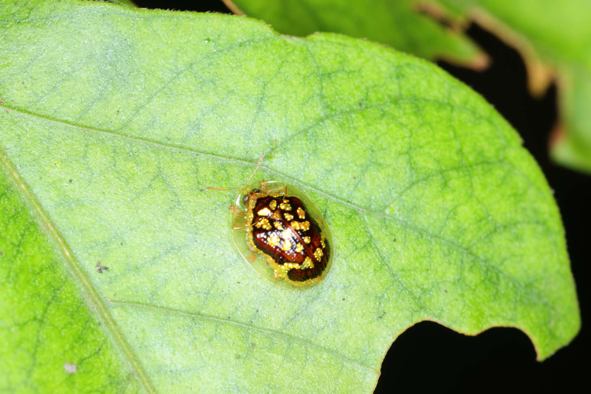 Microctenochira brasiliensis Swietojanska & Borowiec 1999的圖片