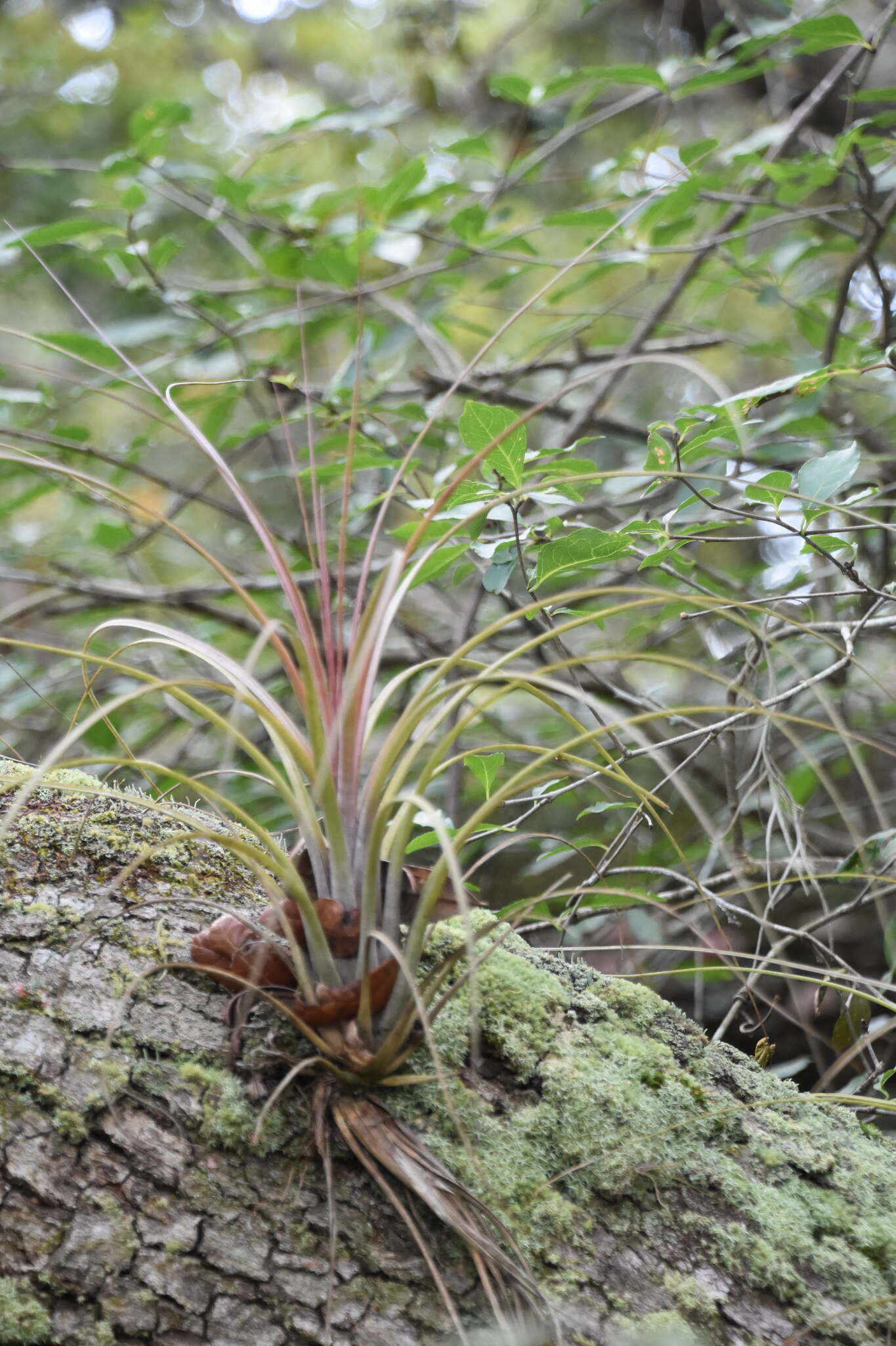 Image of Manatee River airplant