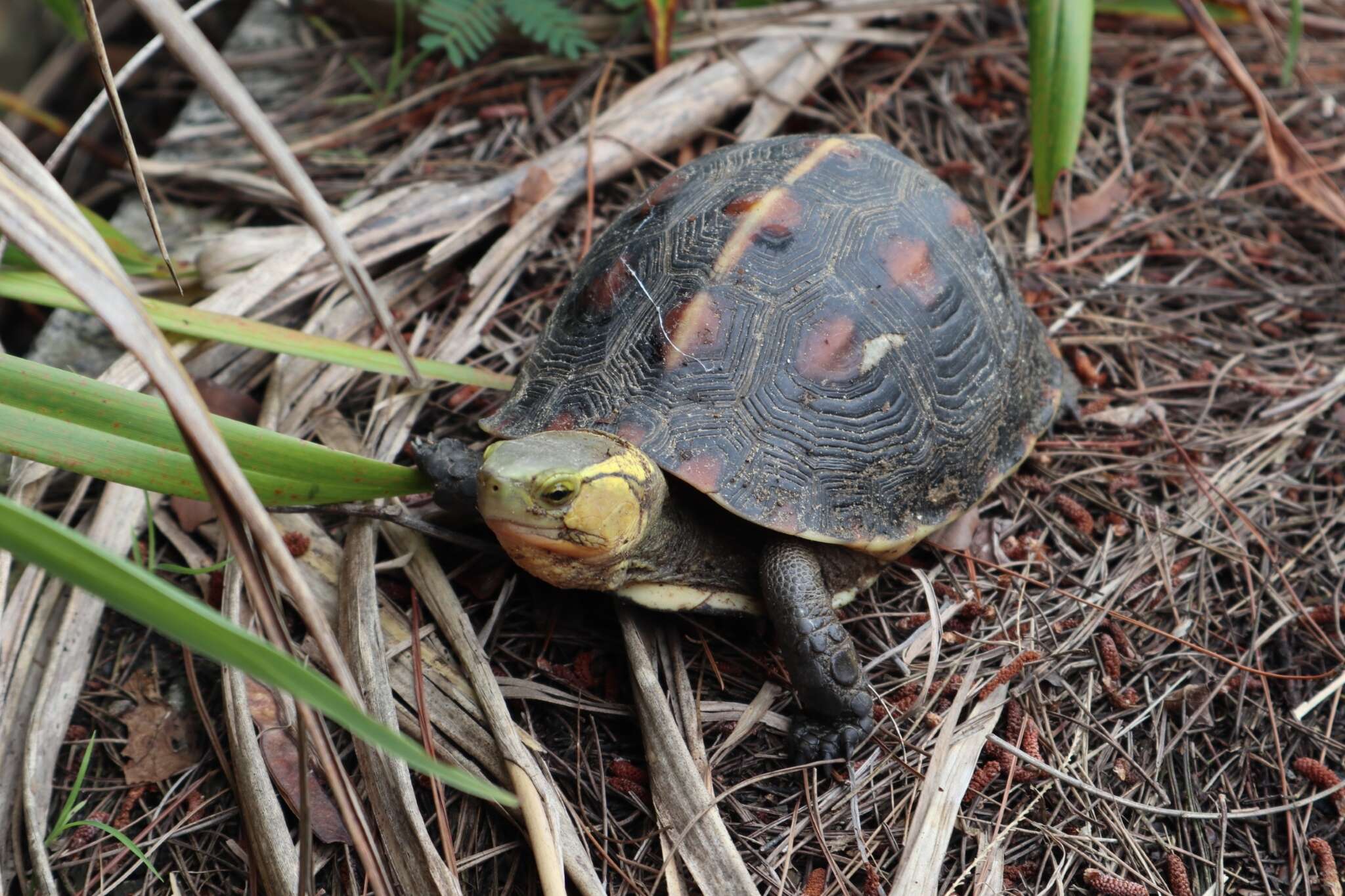 Image of Cuora flavomarginata evelynae Ernst & Lovich 1990