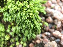 Image of oligotrichum moss