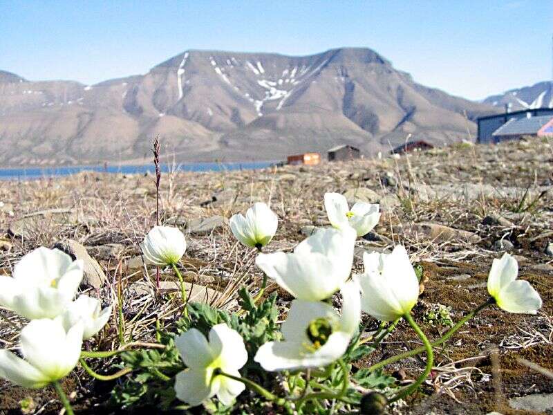 صورة Papaver radicatum subsp. polare Tolm.