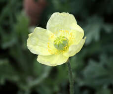 Papaver lapponicum (A. Tolmatch.) Nordh. resmi