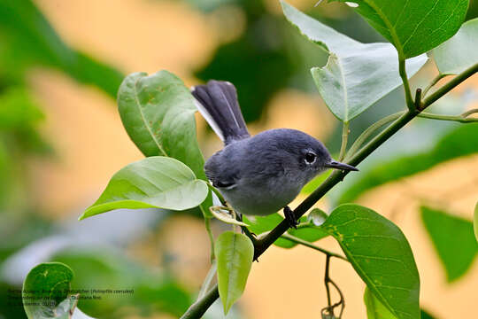 Image of Polioptila caerulea cozumelae Griscom 1926