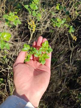 Image of Ribes punctatum Ruiz & Pav.