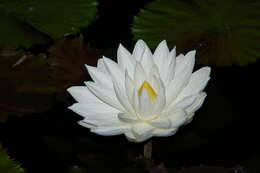 Image of Egyptian white water-lily