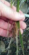 Image of Carex spinirostris Colenso