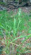 Image of switchgrass