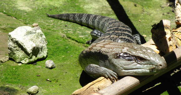 Image of eastern blue-tongued lizard