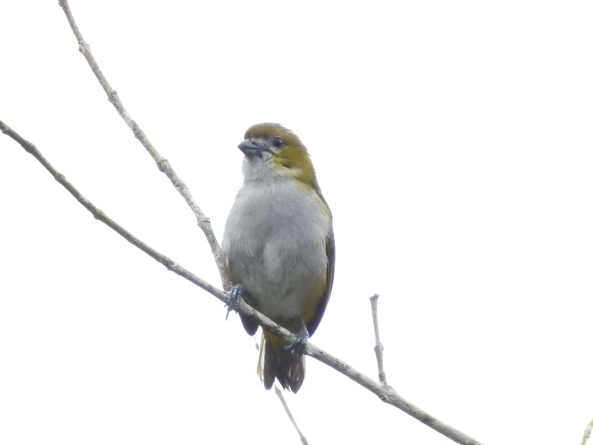 Euphonia chrysopasta Sclater, PL & Salvin 1869的圖片