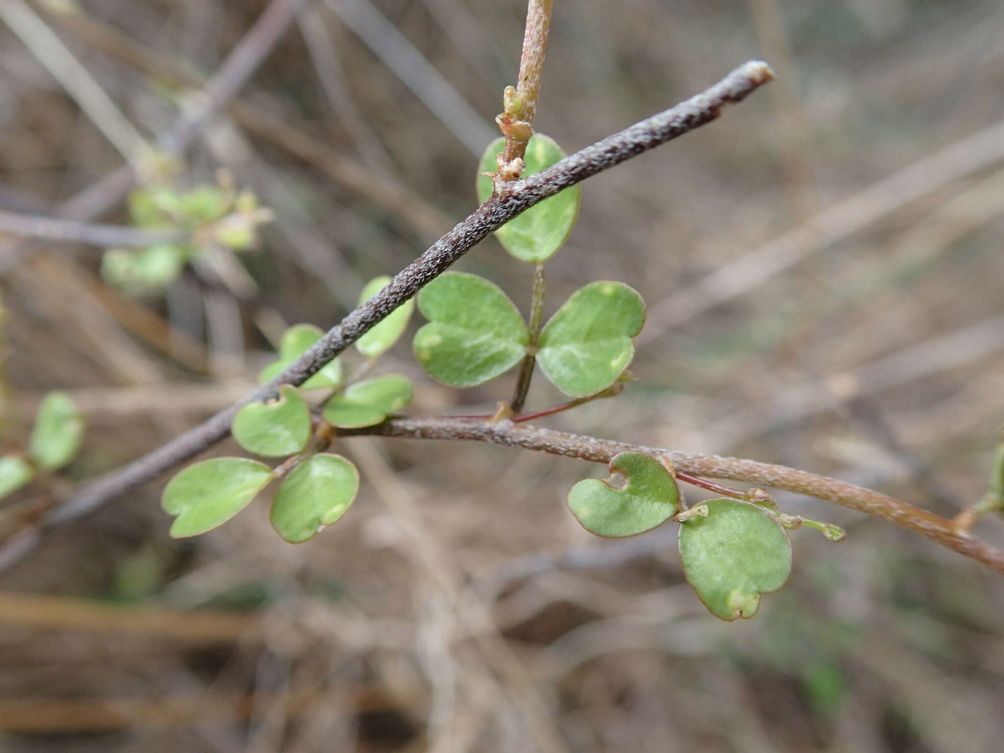 Image of Carmichaelia kirkii Hook.