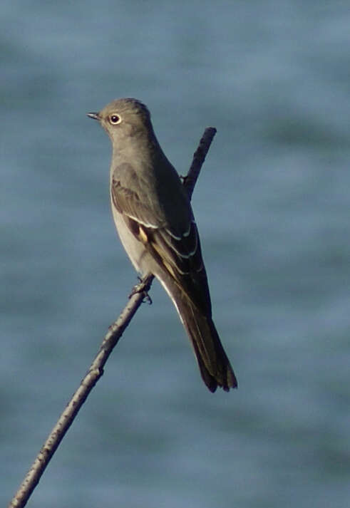 Image of Townsend's Solitaire