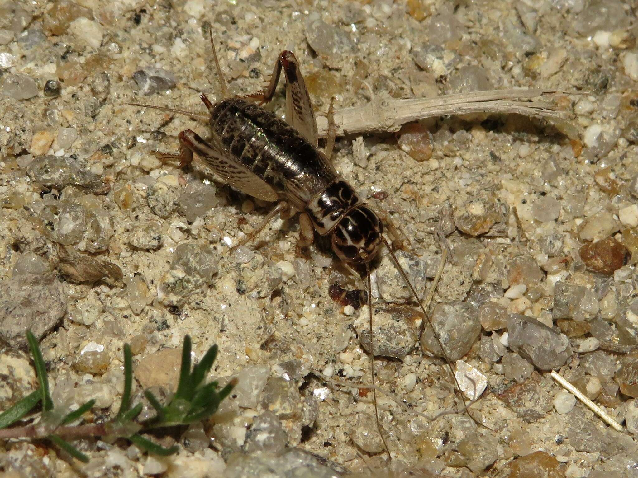 صورة Eugryllodes escalerae (Bolívar & I. 1894)