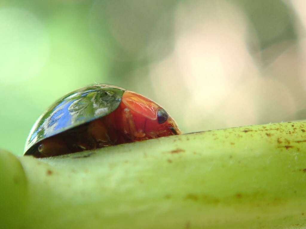 Image of <i>Synona consanguinea</i> Poorani, Slipinski & Booth 2008