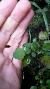 Image of Jovellana repens (Hook. fil.) Kränzl.