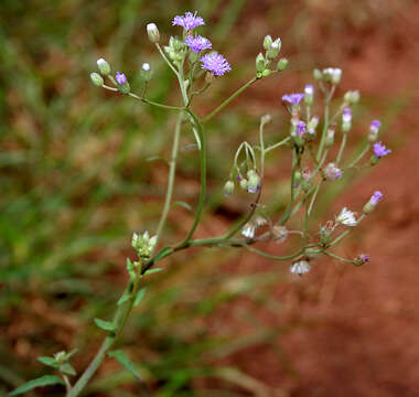 Слика од Cyanthillium