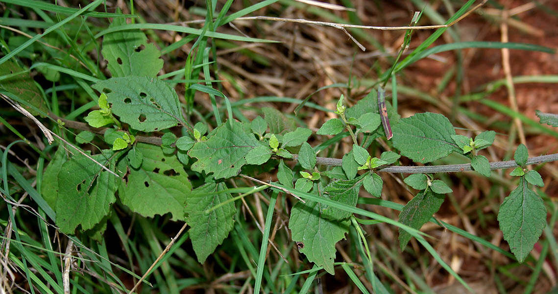 Image of ironweed