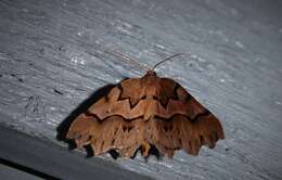 Image of zigzag fern looper