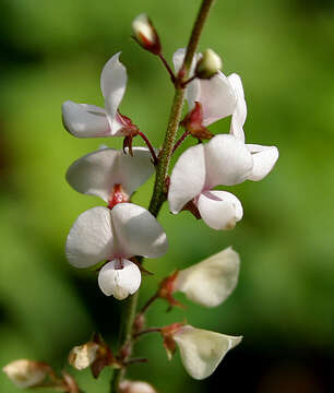 Image of Desmodieae