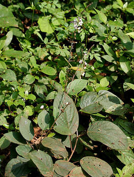 Image of Desmodium gangeticum (L.) DC.