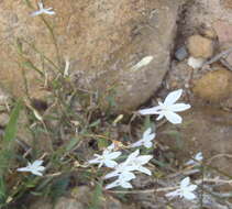 Imagem de Lobelia pubescens Aiton