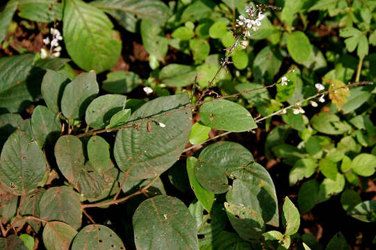 Image of Desmodium gangeticum (L.) DC.