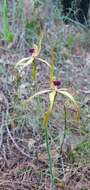 Image of Clubbed spider orchid