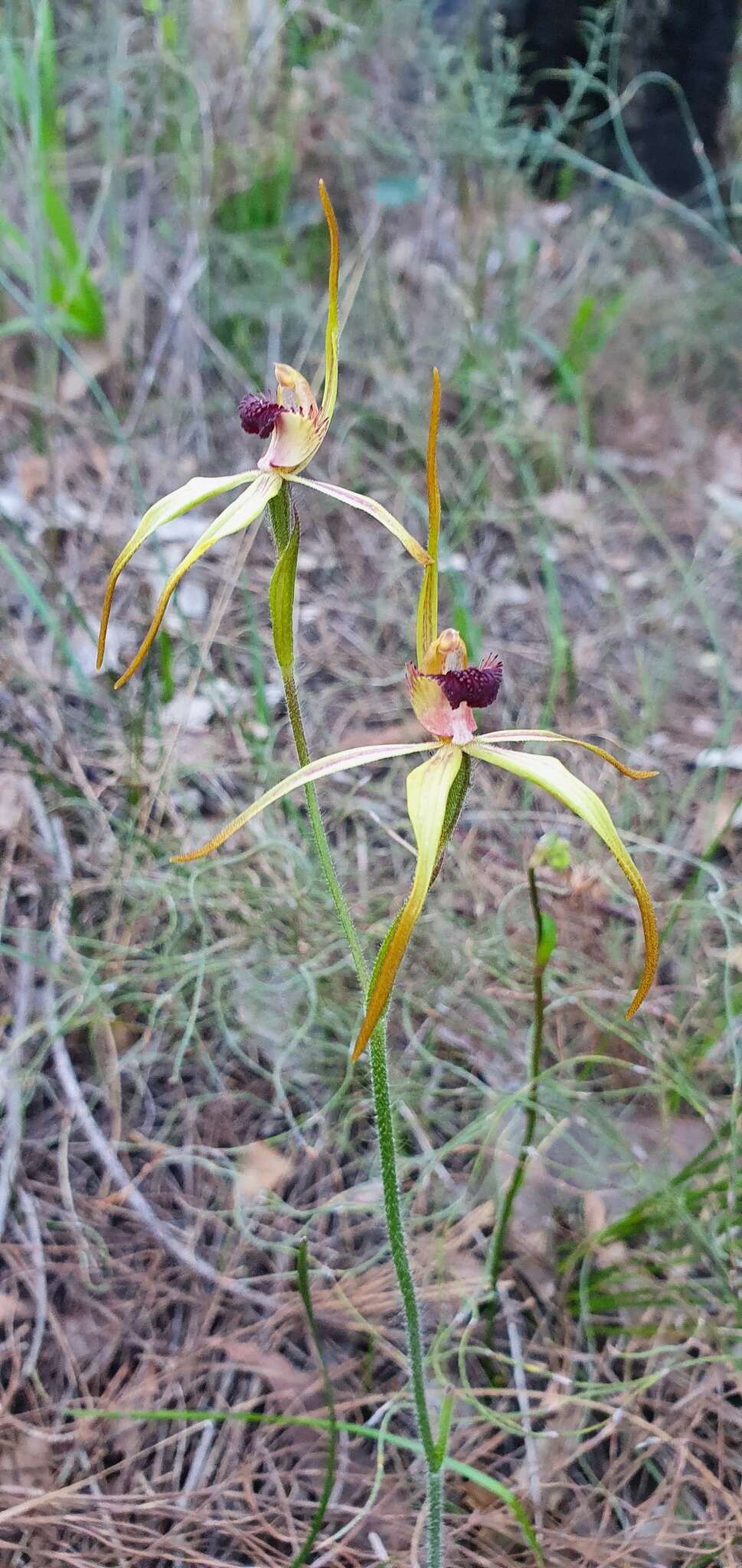 Image of Clubbed spider orchid