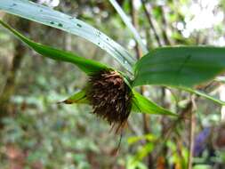 Plancia ëd Sokinochloa chapelieri (Munro) S. Dransf.