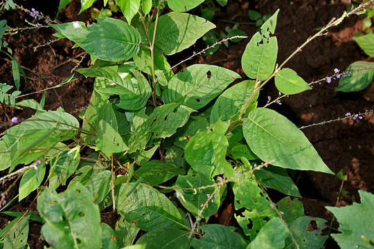 Image of Desmodium gangeticum (L.) DC.