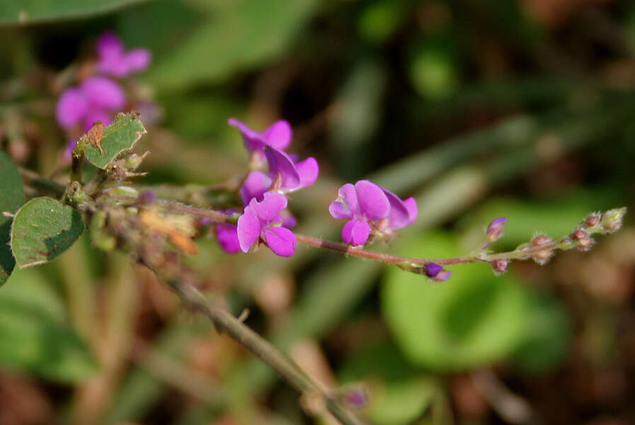 Image of Desmodium gangeticum (L.) DC.