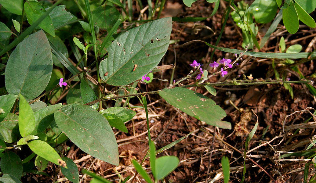 Image of Desmodium gangeticum (L.) DC.