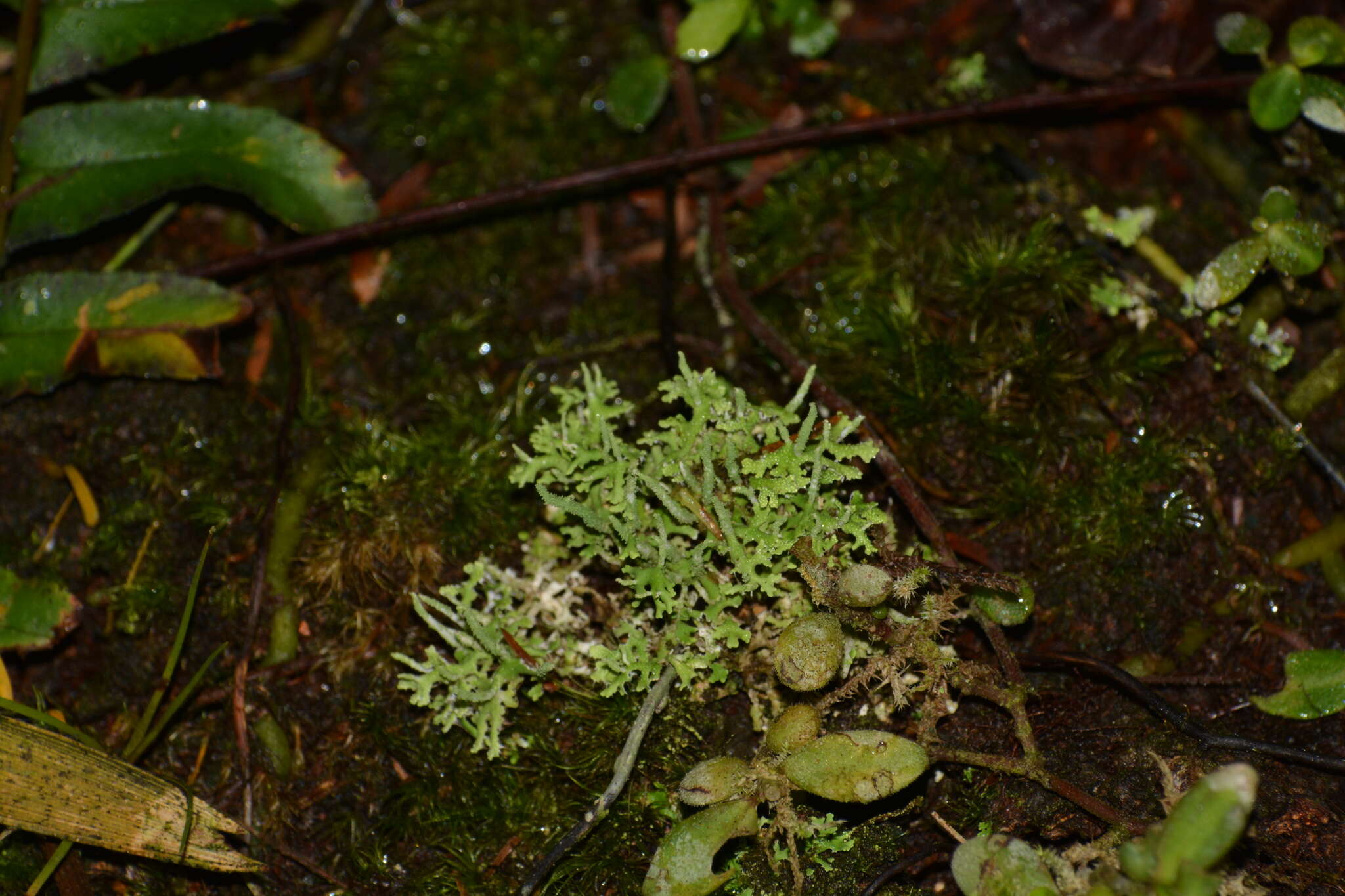 Image of Cladonia ceratophylla (Sw.) Spreng.