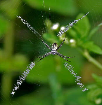 Image of Argiope catenulata (Doleschall 1859)