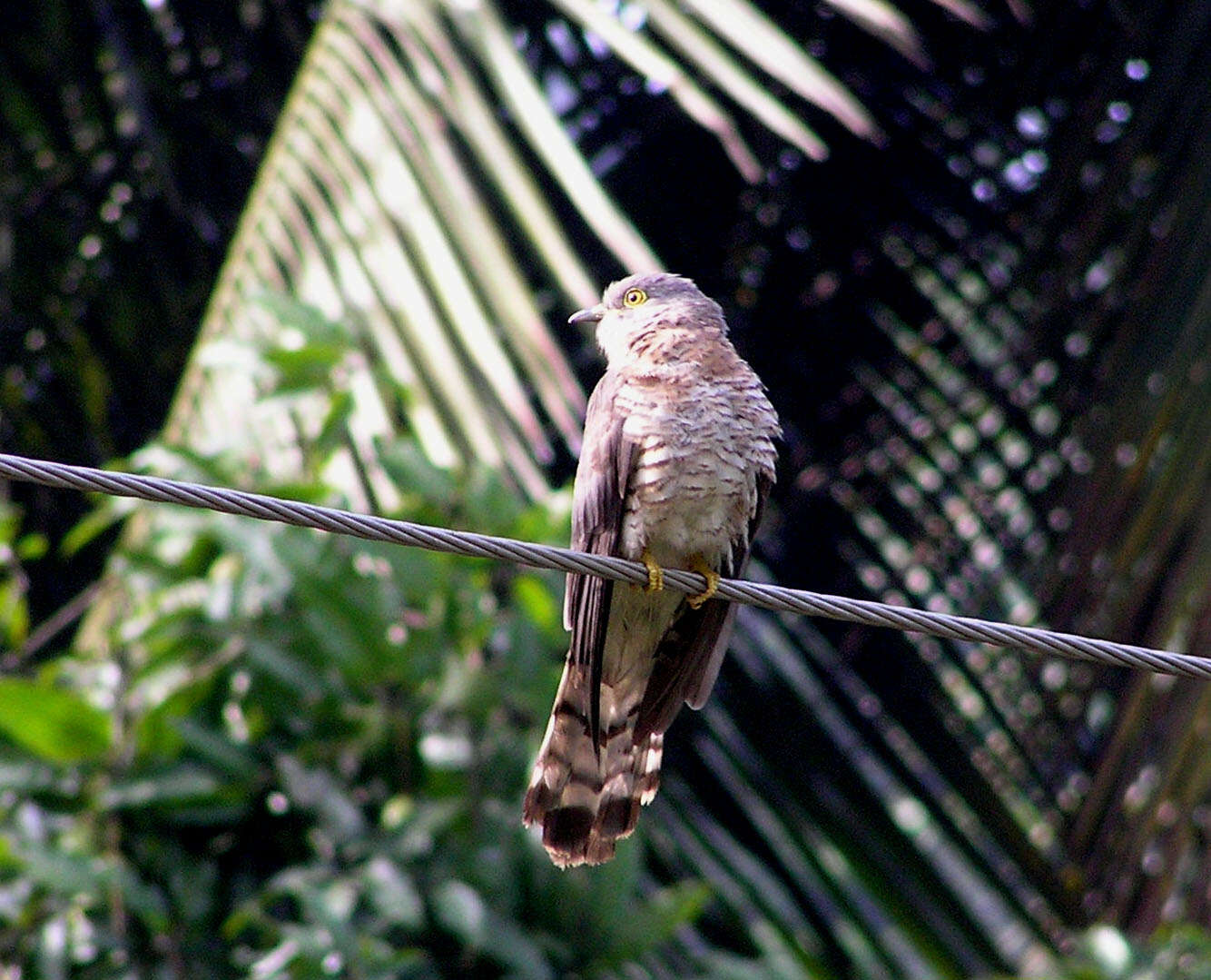 Image of Common Hawk Cuckoo