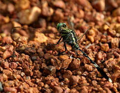 Image of Slender Skimmer