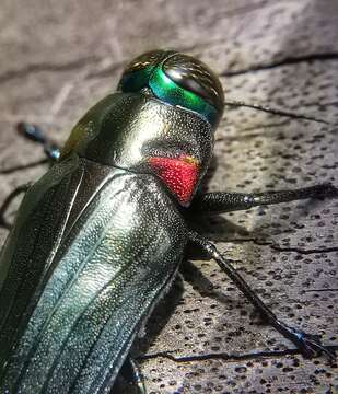 Image of Jewel beetle