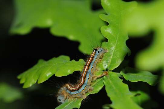 Image of lackey moth