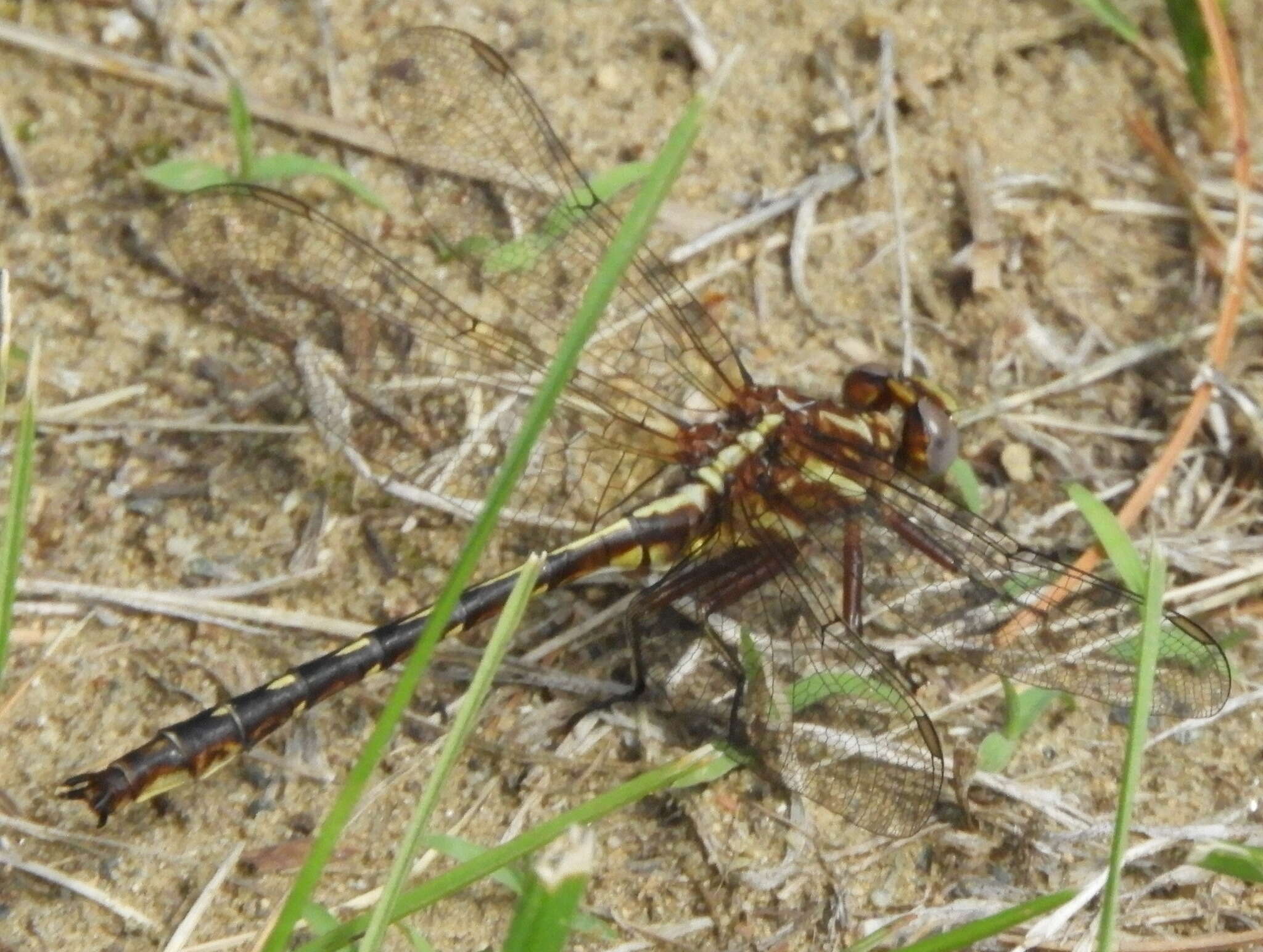 Image of Phanogomphus lividus (Selys 1854)