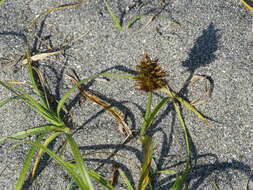 Image of largehead sedge