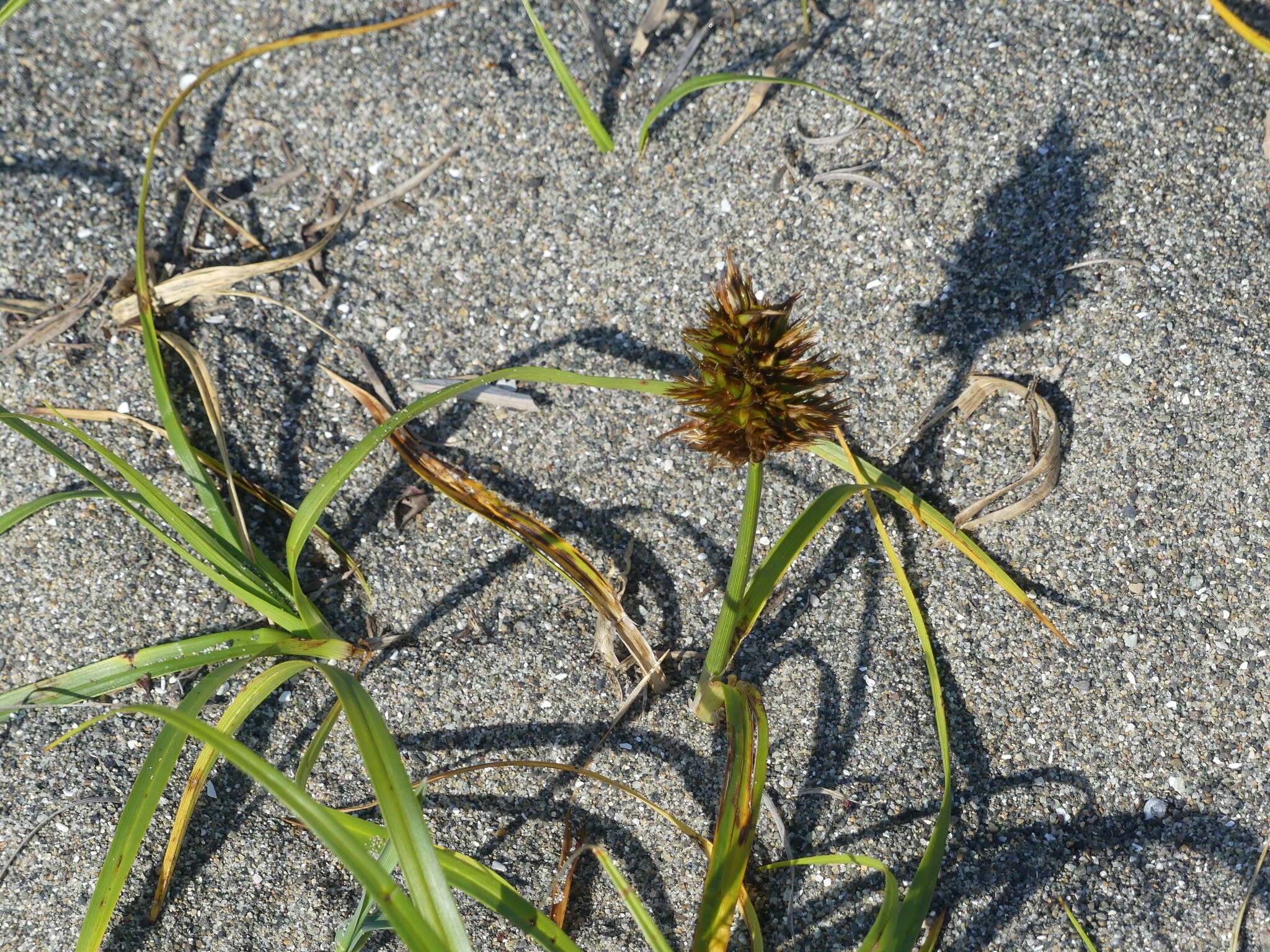 Image of largehead sedge